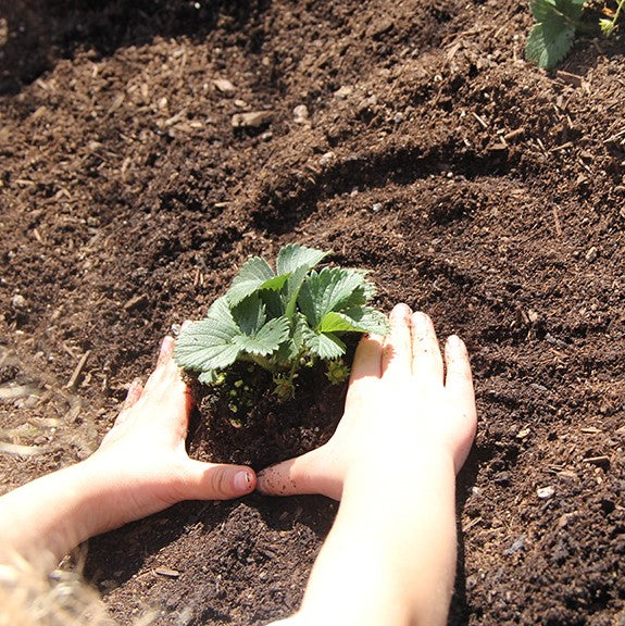 Hands planting a strawberry plant in organic soil mixture