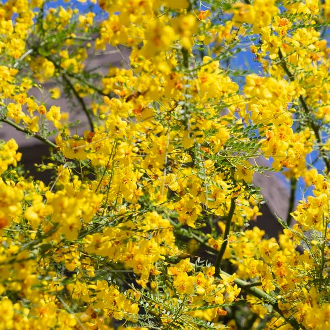 Palo Verde tree yellow blooms