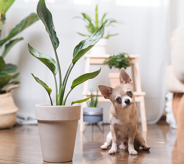 PetFriendly Houseplants — Green Acres Nursery & Supply