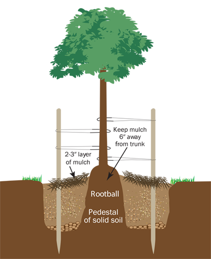 Tree planting diagram showing lodge poles, amendment, and hole size