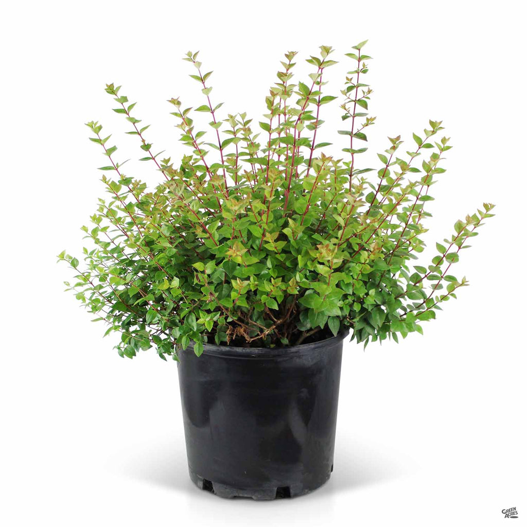 Suntastic™ Peach Abelia — Green Acres Nursery & Supply