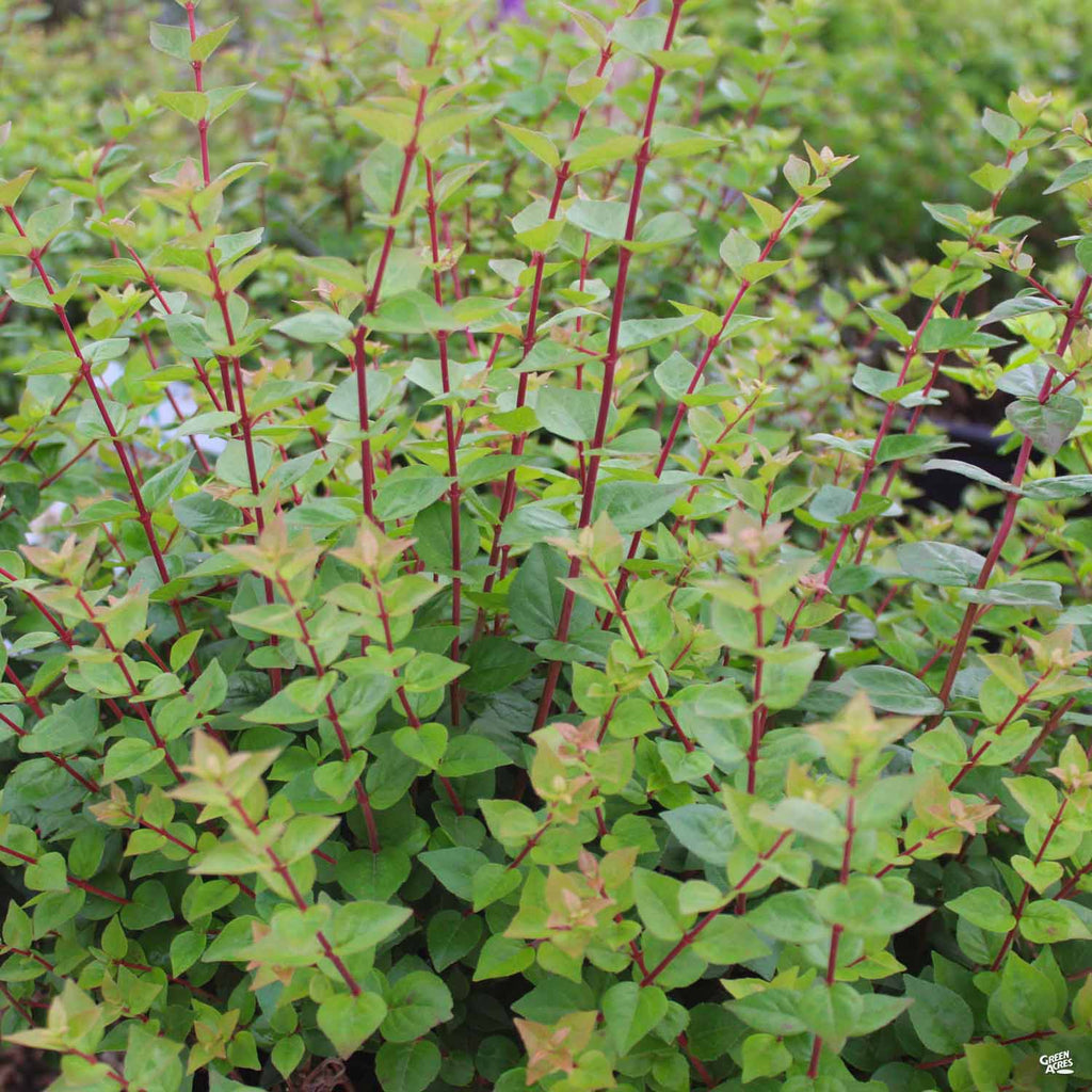 Suntastic™ Peach Abelia — Green Acres Nursery & Supply