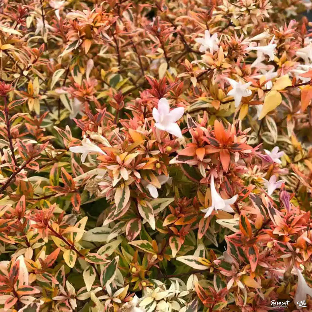 Suntastic™ Peach Abelia — Green Acres Nursery & Supply
