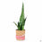 Accent Decor Serpent Pot 5 inch wide by 5 inch tall with Snake Plant