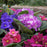 Colorful African Violets