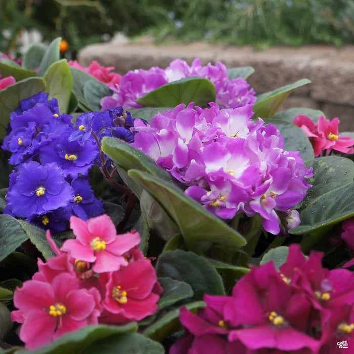 Colorful African Violets