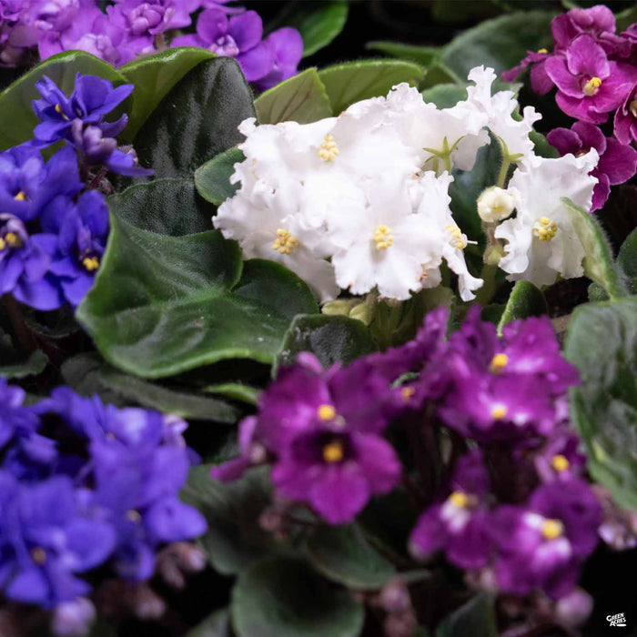 Assorted African Violet Colors