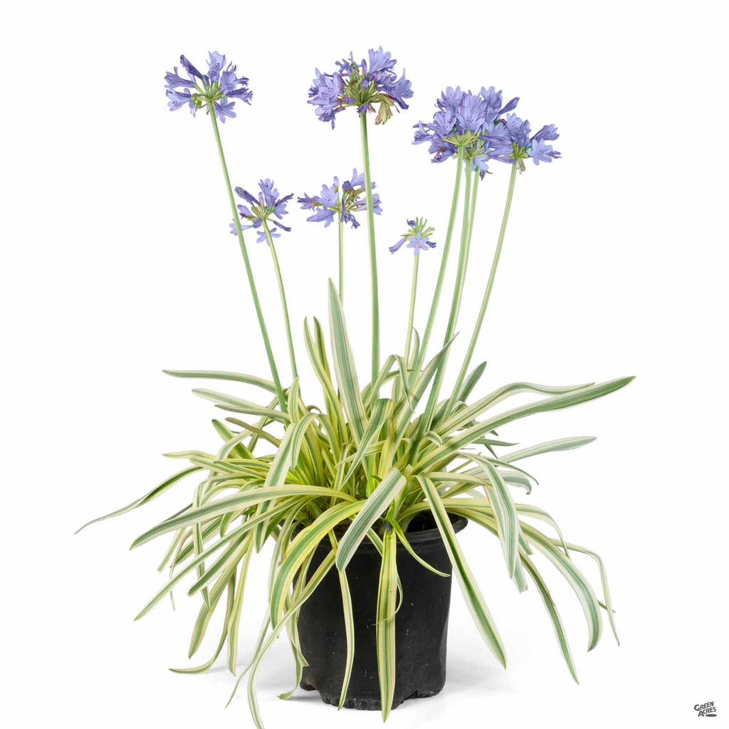 lily of nile flower Lily of the Nile 'Queen of the Nile' — Green Acres Nursery & Supply