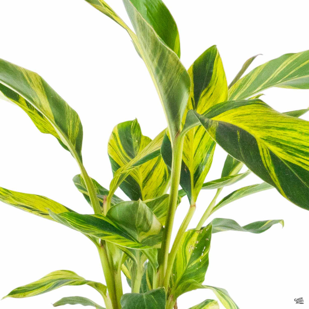 shell ginger indoor plant Variegated Shell Ginger — Green Acres Nursery & Supply