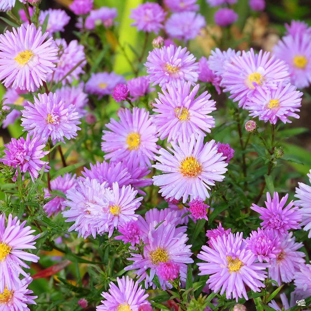 Aster — Green Acres Nursery & Supply