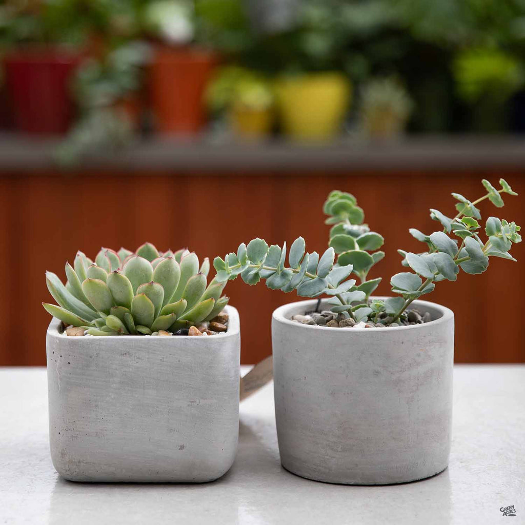 cylinder pots for plants Cylinder Plant Vessel — Green Acres Nursery & Supply