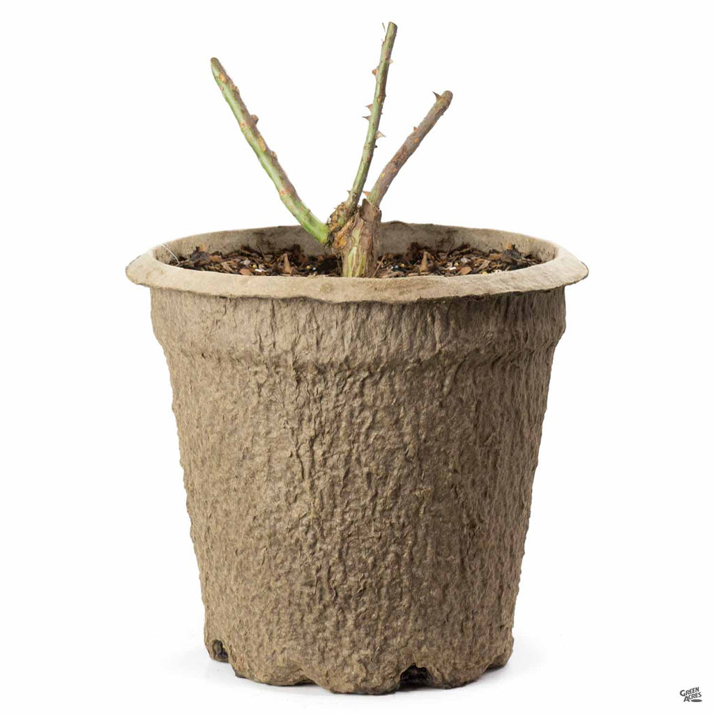 Rose 'Barbra Streisand' Bareroot — Green Acres Nursery & Supply