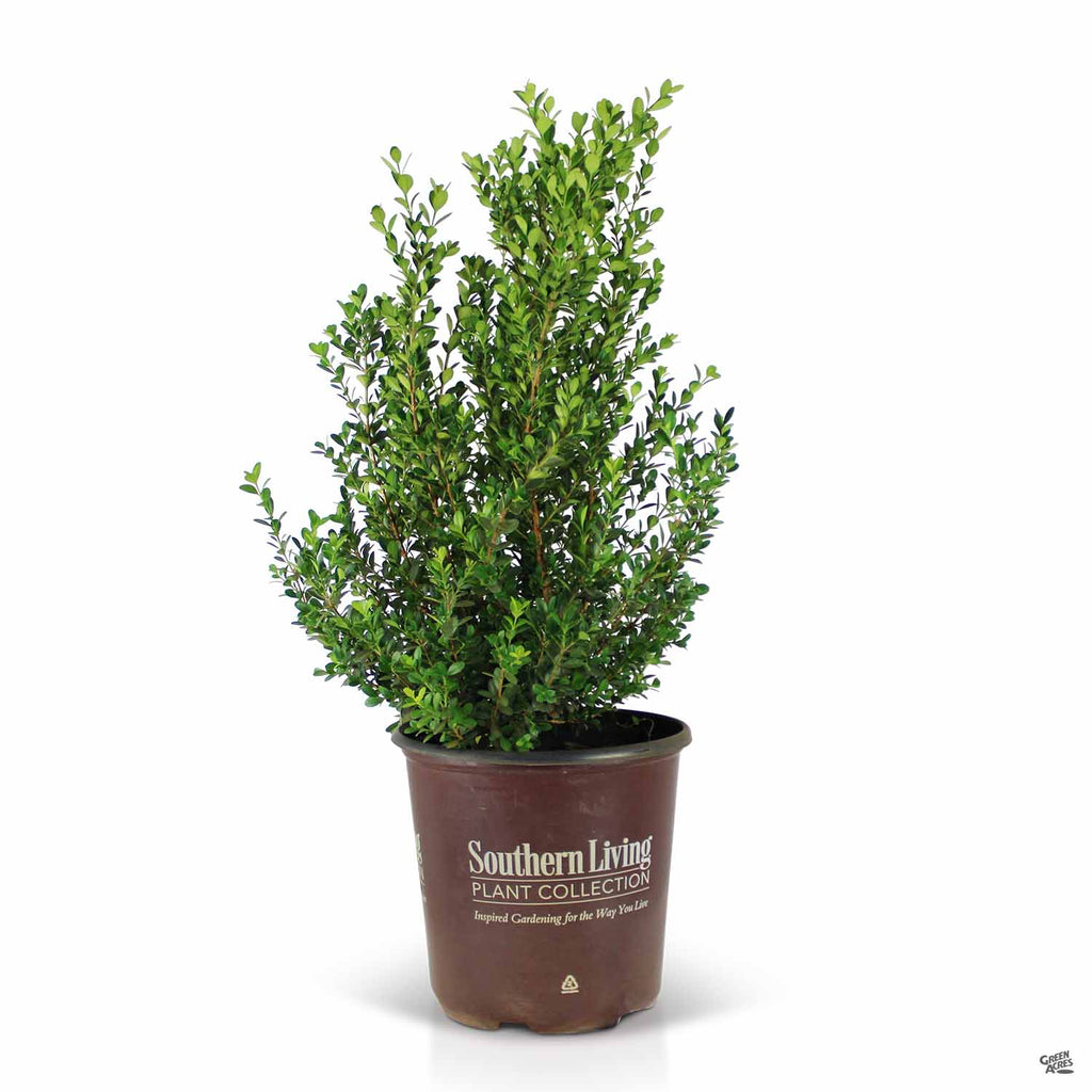 Baby Gem™ Boxwood — Green Acres Nursery & Supply