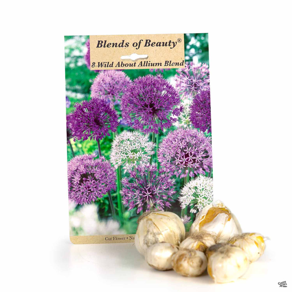 allium plant seeds Allium 'Wild About Allium Blend' — Green Acres Nursery & Supply