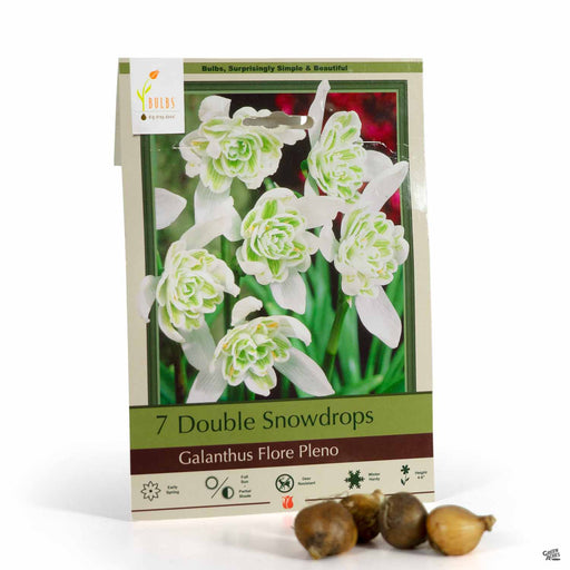 Double Snowdrops Galanthus flore pleno - 7 bulbs