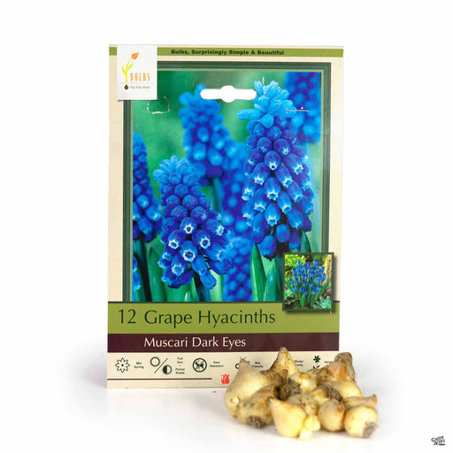 Grape Hyacinths - Muscari Dark Eyes 12-pack