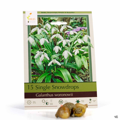 Single Snowdrops Galanthus woronowii 15-count