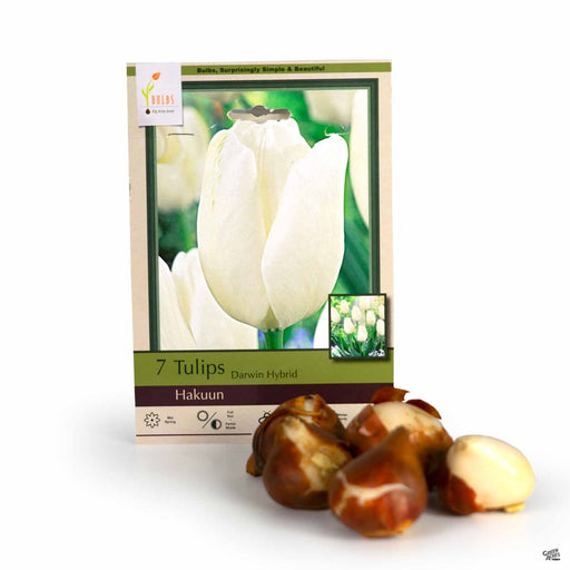 Tulipa - Tulips Darwin Hybrid Hakuun 7-pack