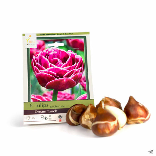 Tulips Double Late Dream Touch 6-pack