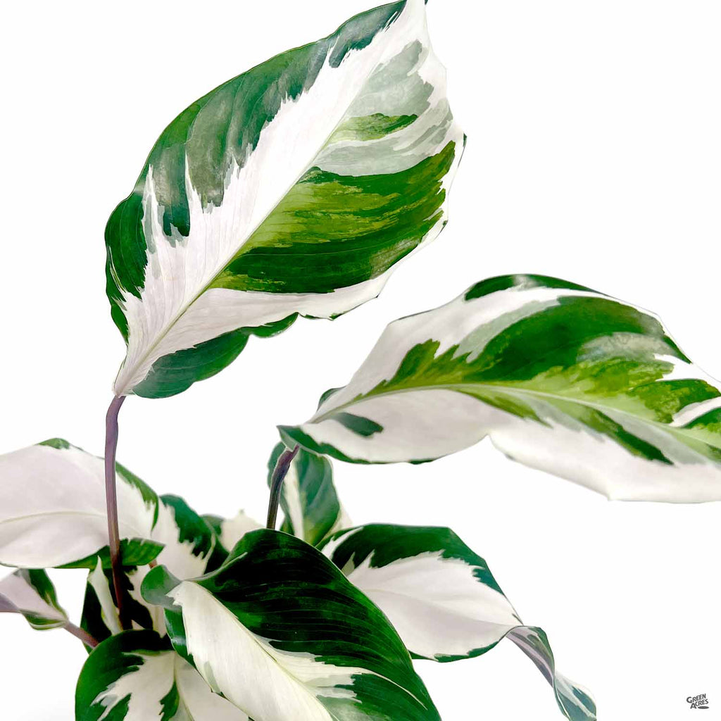 Calathea 'Stella' — Green Acres Nursery & Supply