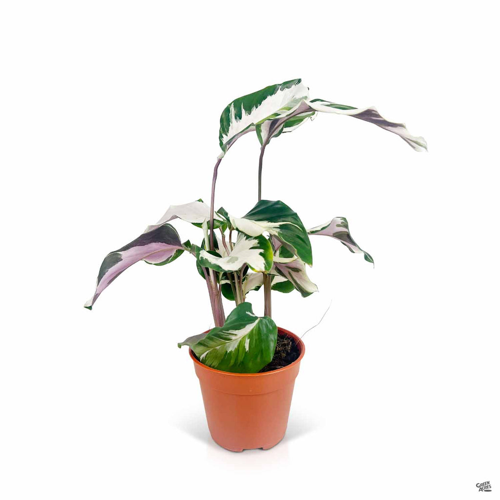 Calathea 'Stella' — Green Acres Nursery & Supply