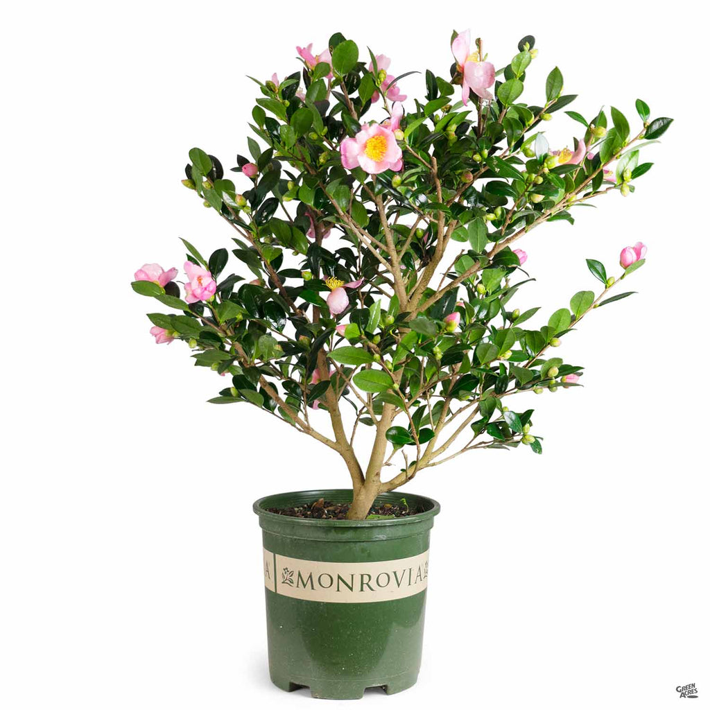 Pink-A-Boo® Camellia, Camellia sasanqua 'Mondel' PP #21,687