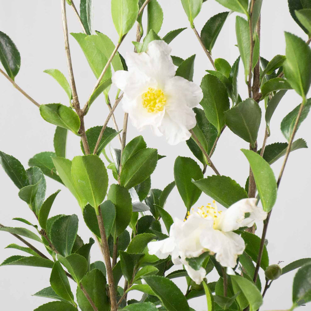 Camellia s. 'Setsugekka' | Monrovia — Green Acres Nursery & Supply