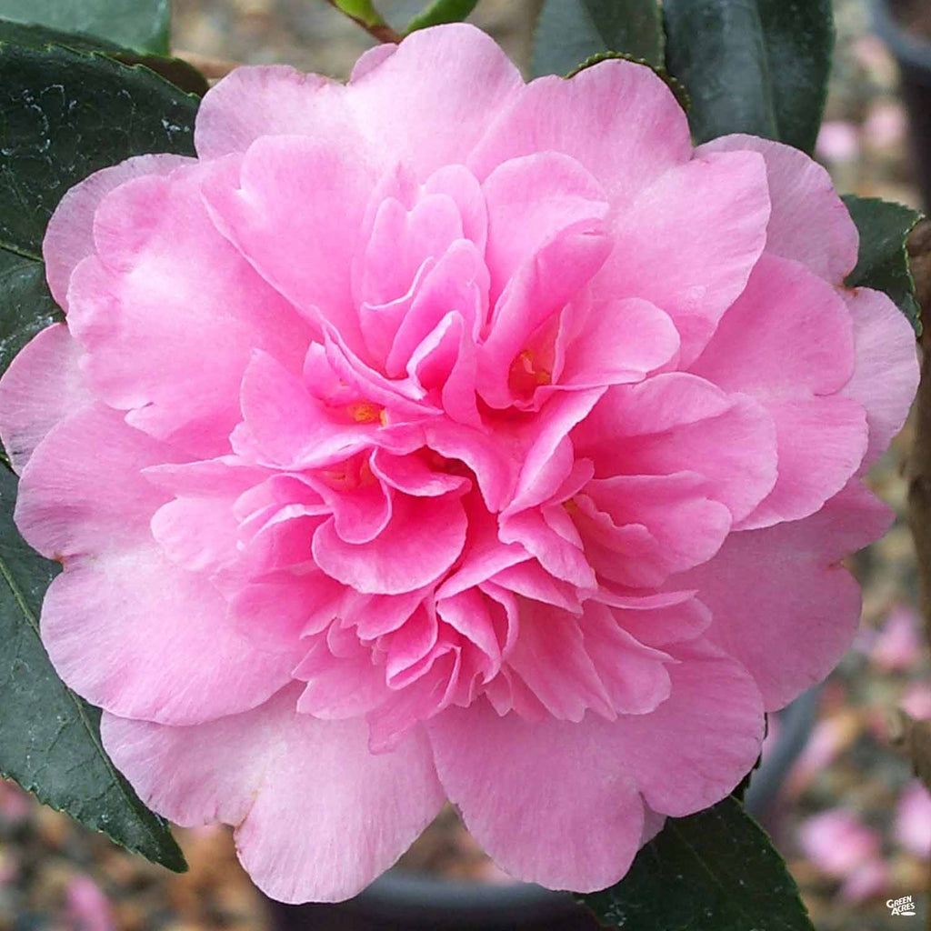 花 chisamama Camellia s. 'Showa-No-Sakae' | Monrovia — Green Acres Nursery & Supply