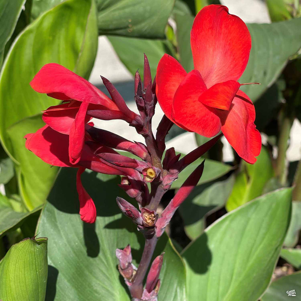 CannaSol™ Canna — Green Acres Nursery & Supply