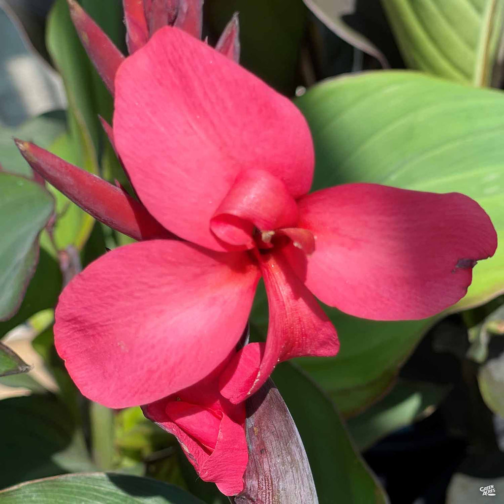 CannaSol™ Canna — Green Acres Nursery & Supply