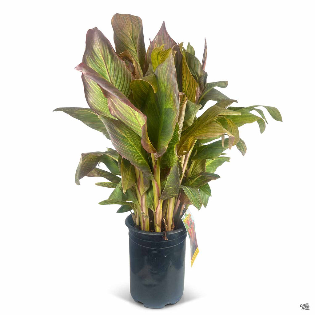 Canna 'Orange Stripe' — Green Acres Nursery & Supply