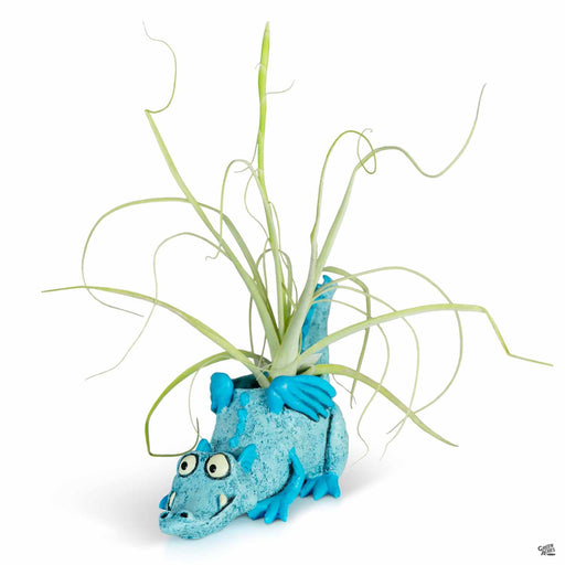 Lucky The Blue Dragon with Air Plant