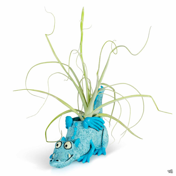 Lucky The Blue Dragon with Air Plant