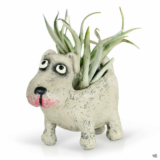 Petunia The Dog with Air Plant