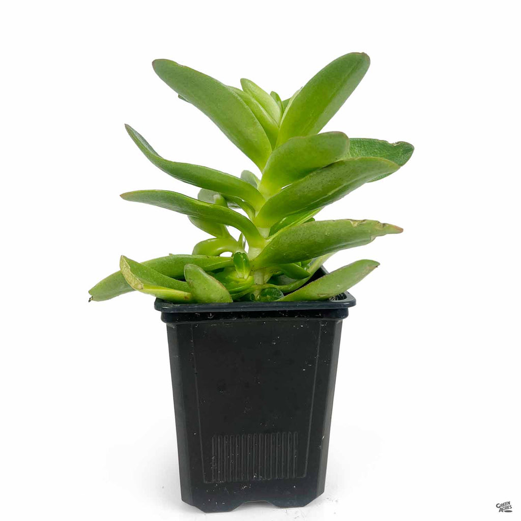 Campfire Crassula — Green Acres Nursery & Supply