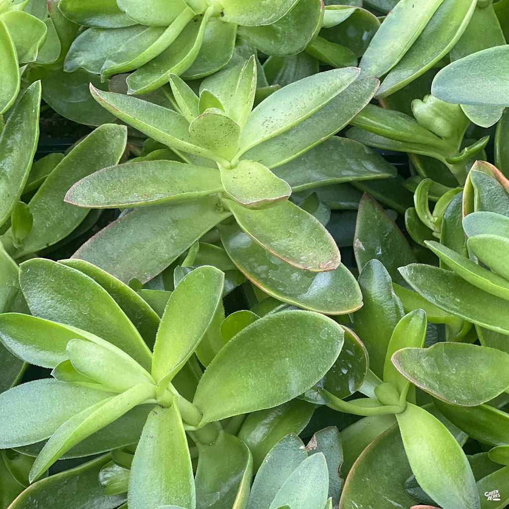 campfire jade succulent Campfire Crassula — Green Acres Nursery & Supply