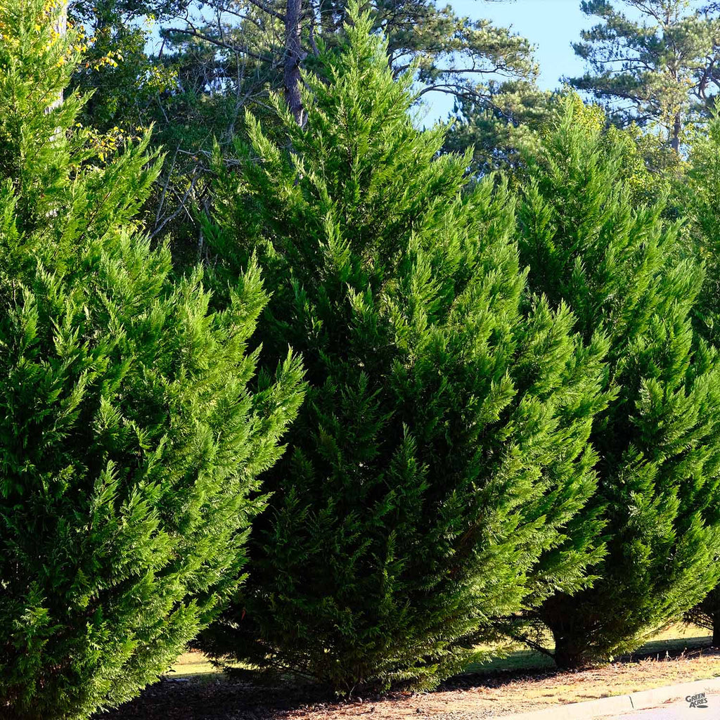 Leyland Cypress — Green Acres Nursery & Supply