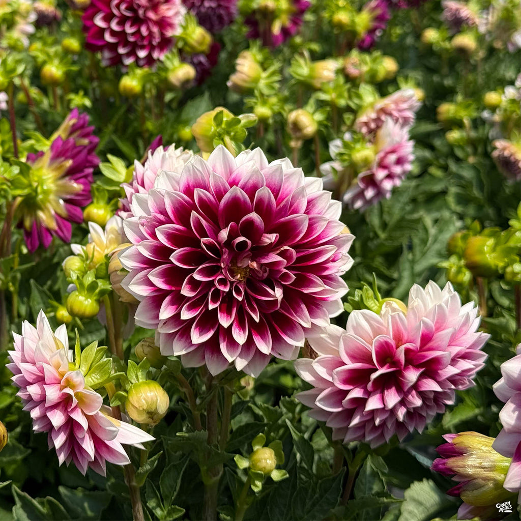 dahlia plant indoor Dahlia — Green Acres Nursery & Supply
