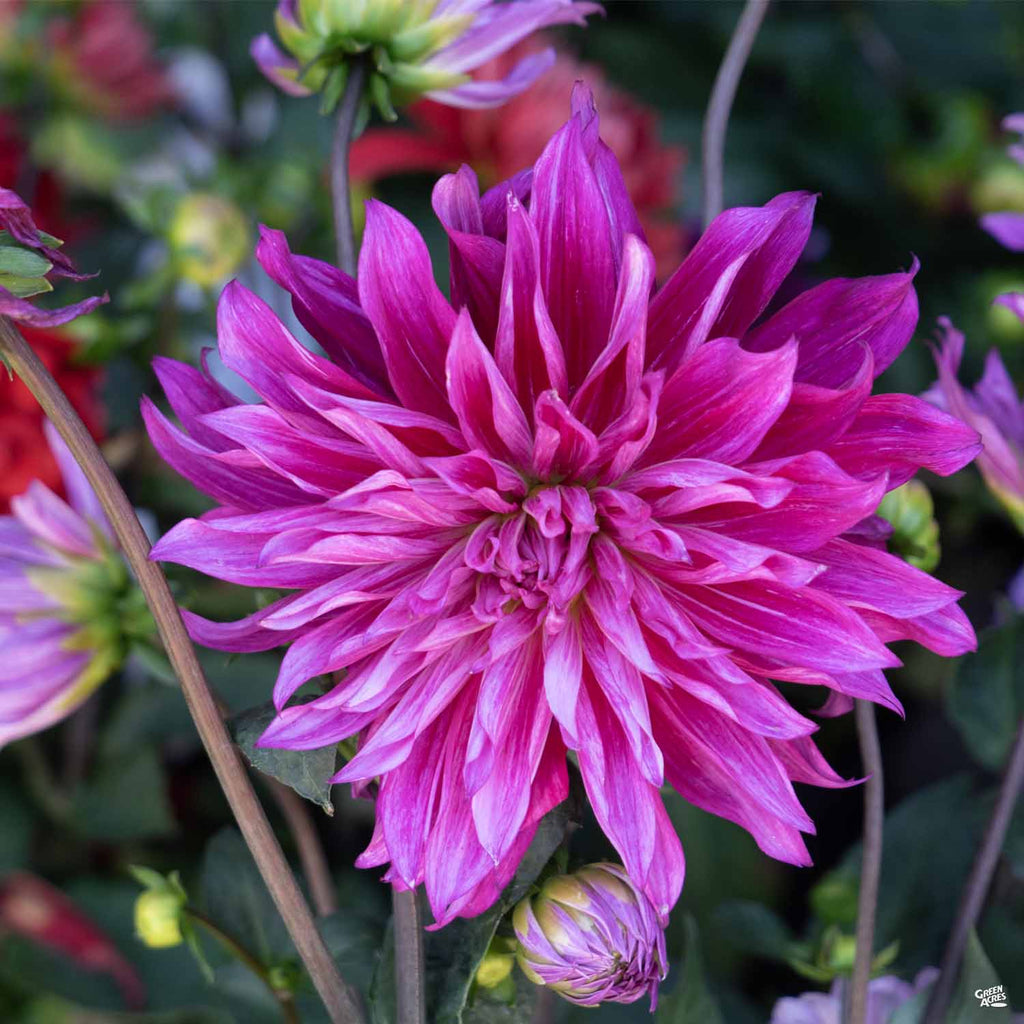 dinner plate dahlia seeds Dinnerplate Dahlia — Green Acres Nursery & Supply