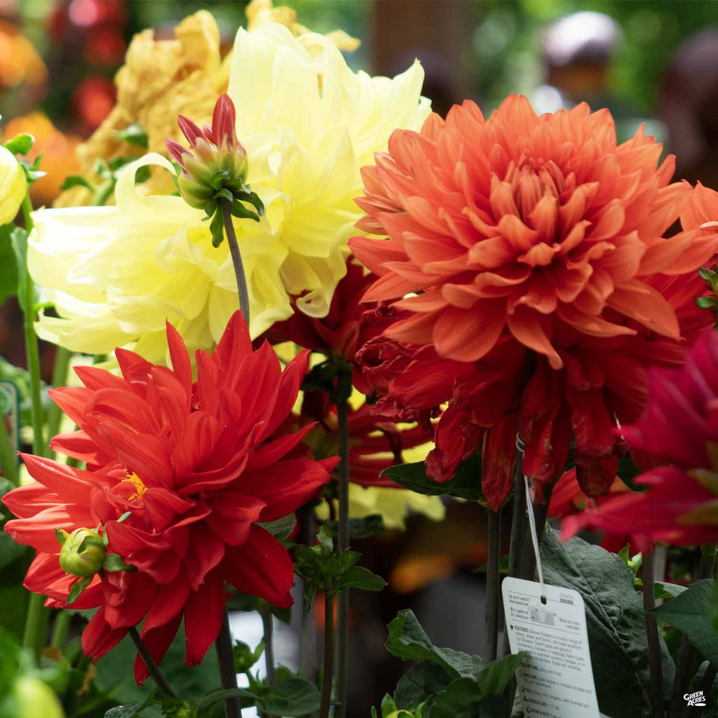 Dinnerplate Dahlia — Green Acres Nursery & Supply