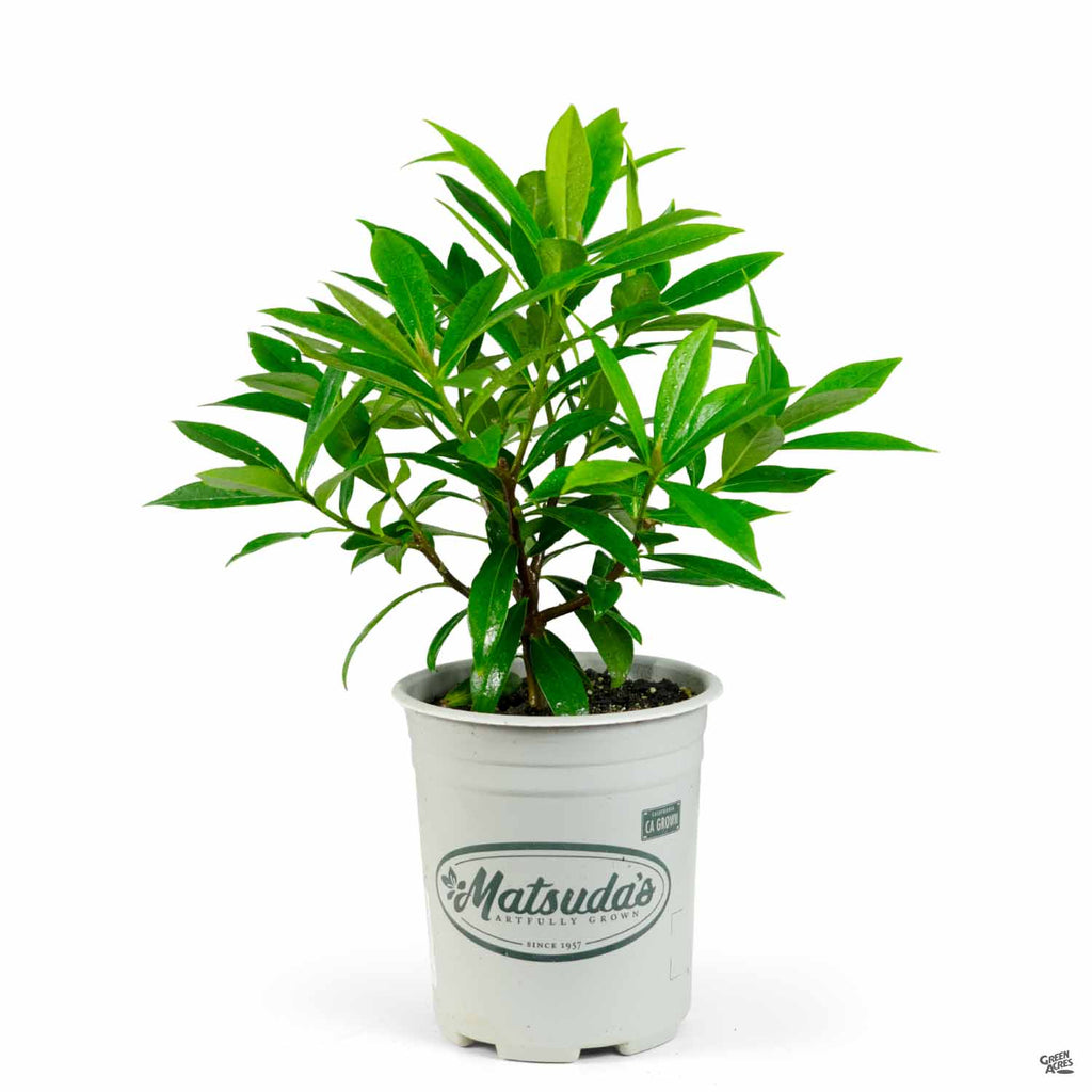 daphne plant in a pot Daphne 'Perfume Princess' — Green Acres Nursery & Supply