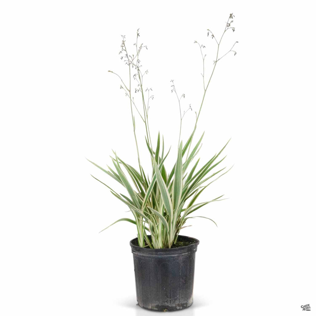 variegated flax lily flower Variegated Flax Lily — Green Acres Nursery & Supply
