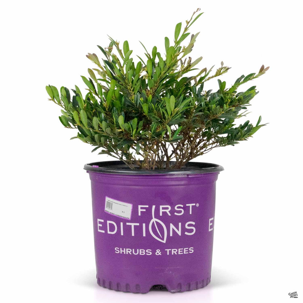 cinnamon girl distylium companion plants Cinnamon Girl® Distylium — Green Acres Nursery & Supply