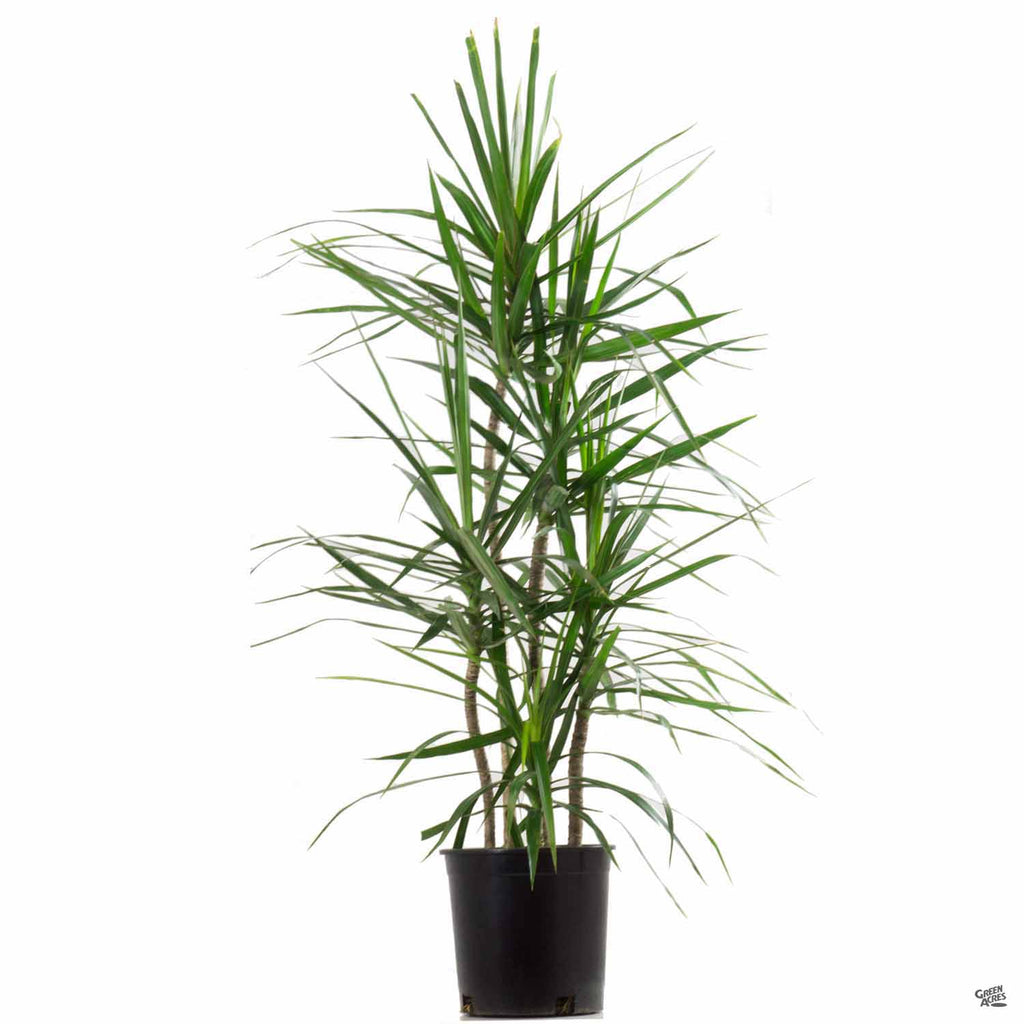 gal dracaena Red-edged Dracaena — Green Acres Nursery & Supply