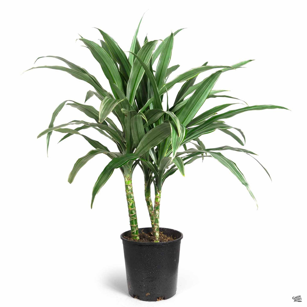 dracaena warneckii size Dracaena 'Warneckii' — Green Acres Nursery & Supply