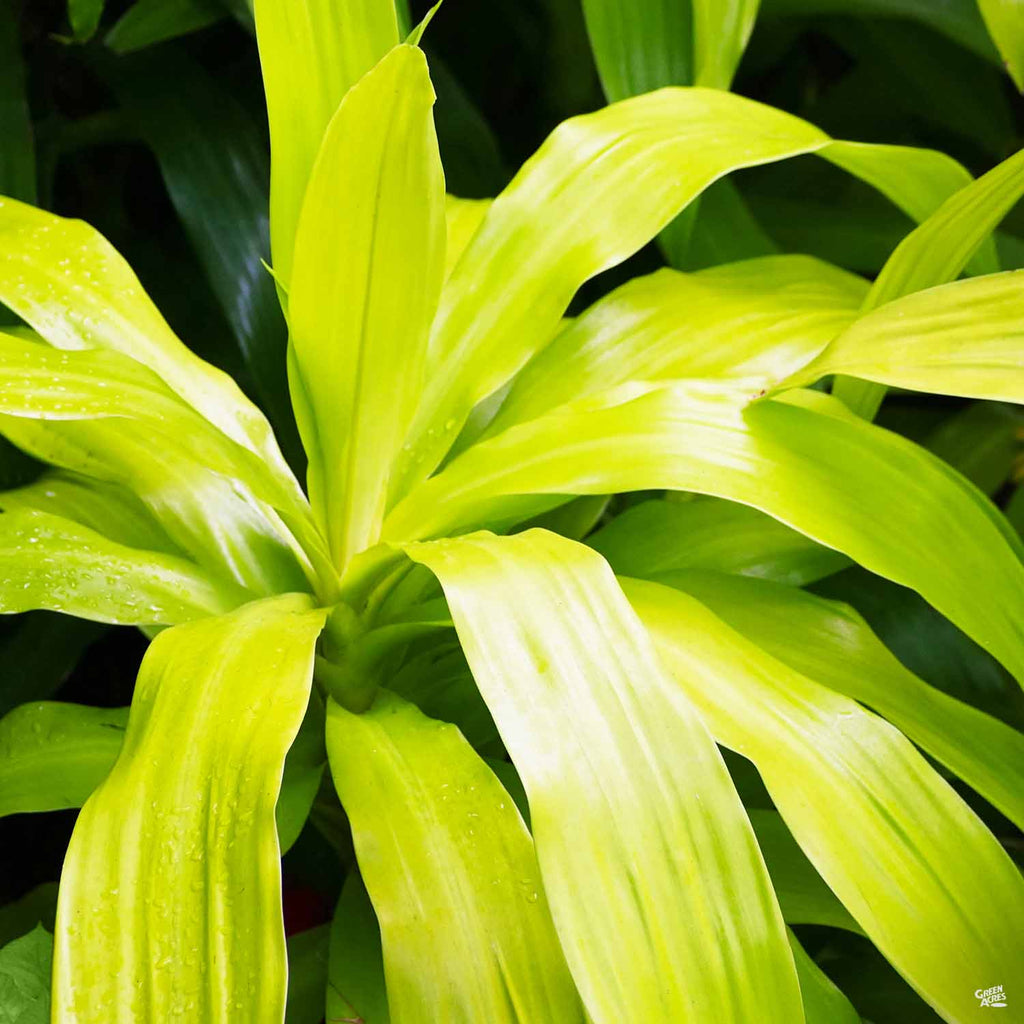 Dracaena 'Limelight' — Green Acres Nursery & Supply