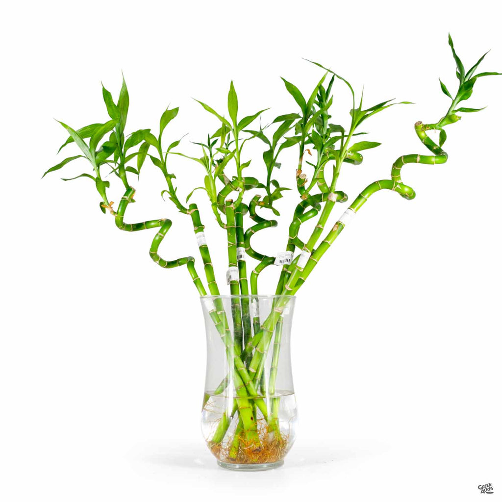 indoor bamboo plant Lucky Bamboo — Green Acres Nursery & Supply