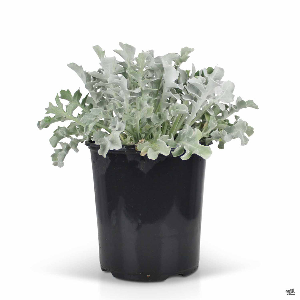 dusty miller potted plant Dusty Miller 'Snowflake' — Green Acres Nursery & Supply