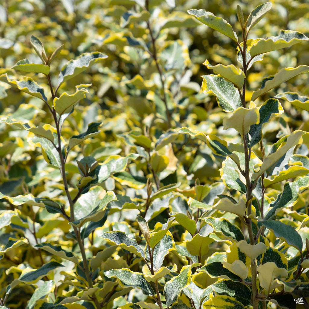 Elaeagnus_OliveMartini_1024x10