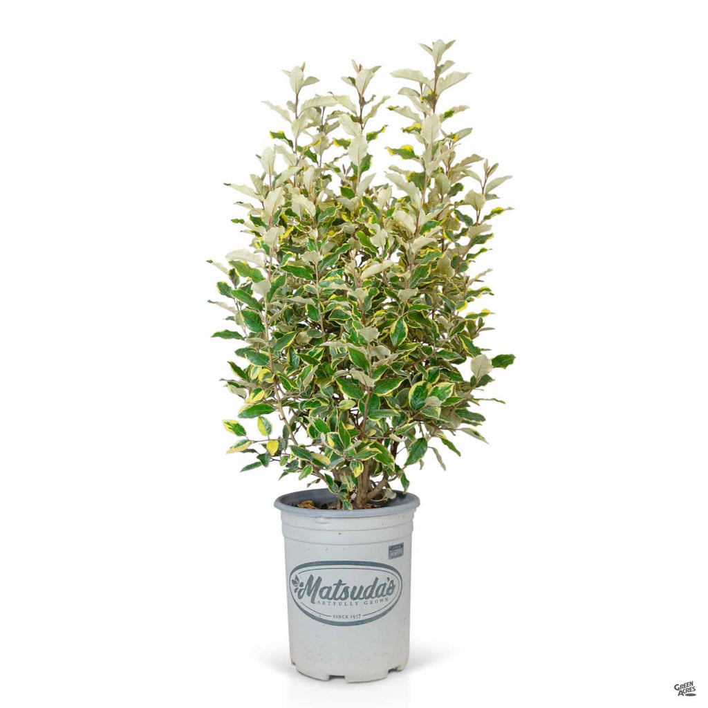 Silverberry 'Olive Martini' — Green Acres Nursery & Supply